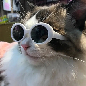 Fashion Round Glasses Pet Product Electronic Worldwide